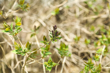 Little Lilac Flowers Blooming in Springtime in Wisconsin, United States