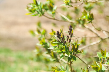 Little Lilac Flowers Blooming in Springtime in Wisconsin, United States