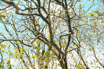 Tree Branch Leaves and Buds All Around in Springtime, Wisconsin, United States