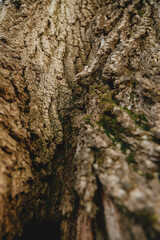 Tree Trunk Weathered Brown Bark with Detail and Texture