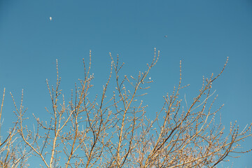 Bare Branches with Buds Against Deep Blue Springtime Sky in the Midwest of United States