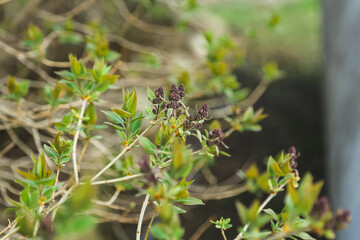 Little Lilac Flowers Blooming in Springtime in Wisconsin, United States