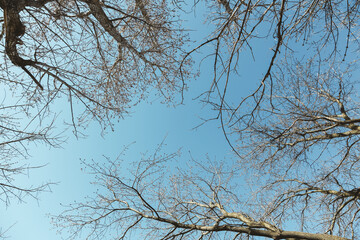 Looking up Through Bare Trees to Deep Blue Morning Sky in Wisconsin on Hiking Trail