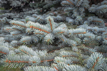 Closeup of the blue pine tree branches