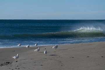 seagulls on the beach