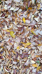 It is a picture of autumn leaves falling on the floor, showing seasonal characteristics, so it is good to use for autumn-like products or editing designs.