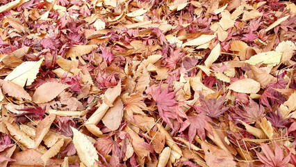 It is a picture of autumn leaves falling on the floor, showing seasonal characteristics, so it is good to use for autumn-like products or editing designs.