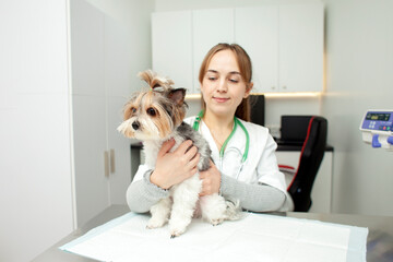 girl veterinarian in the clinic examines the dog Biewer York on the background of the workplace
