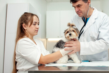 biewer york dog on examination in a veterinary clinic, a veterinarian doctor and a nurse girl check a pet