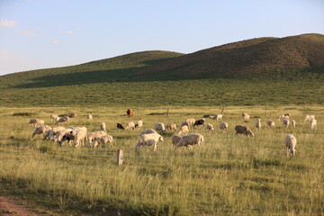 Obraz premium A flock of sheep are eating grass on the grassland