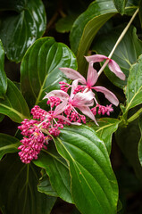 Obraz premium Pink Tropical Flower Against a Green Leaf Background in the Honolulu Rainforest.