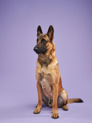 malinois on a lilac background. Portrait of a cute dog in a photo studio