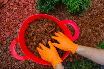 Mulching the soil in the garden.chips for mulching in in red bucket.Hands pour wood chips and mulch...