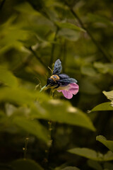 Mamangava (Xylocopa frontalis)