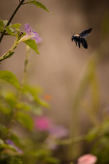 Mamangava (Xylocopa frontalis)