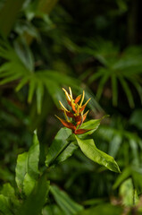 Red and Yellow Jungle Blossom with a Green Backdrop in Hawaii.