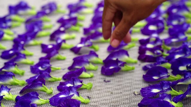 Farmer lays down Fresh butterfly pea flowers for sun drying, tropical produce