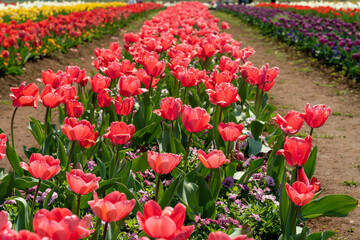 春の花　色とりどりのチューリップ