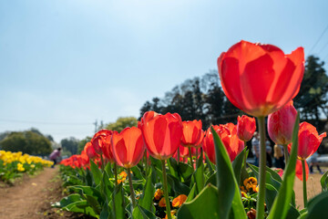 春の花　赤いチューリップ