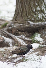 Common Starling