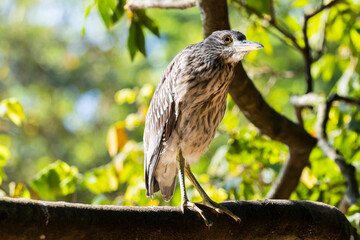 wildlife