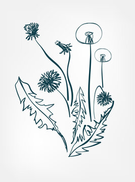 dandelion wild plant flower grass vector line art elegant isolated clip art isolated