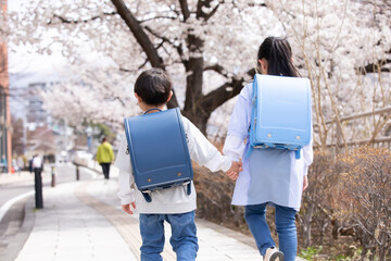 桜の下を歩く新一年生 　cherry blossoms