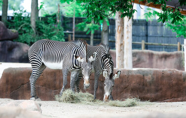 zebra in zoo