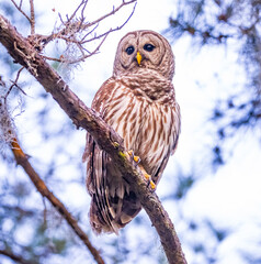 Fototapeta premium snowy owl perched on a branch