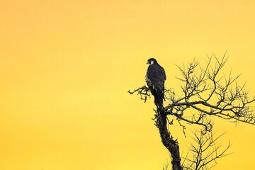 夕焼けをバックに静かに佇むハヤブサ成鳥