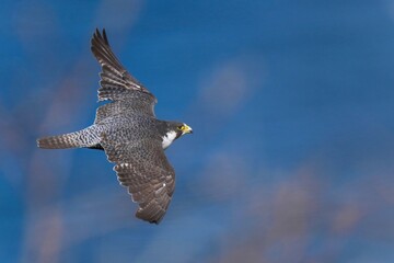 穏やかな日本海をバックに悠然と飛ぶハヤブサ成鳥
