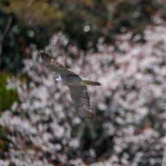 満開の山桜をバックに悠然と飛ぶハヤブサ 成鳥