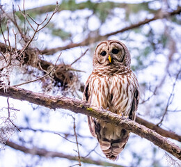 Fototapeta premium great horned owl