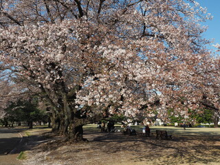 埼玉県稲荷山公園のサクラ