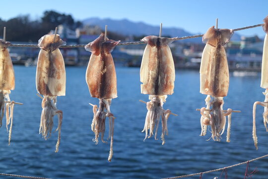 Dry the squid in the sea breeze