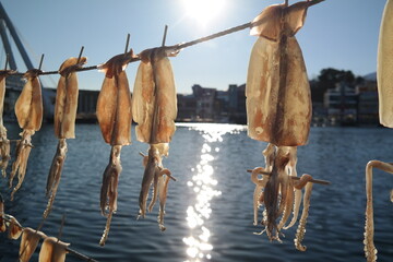 Dried squid drying on a rope in the east sea, korea