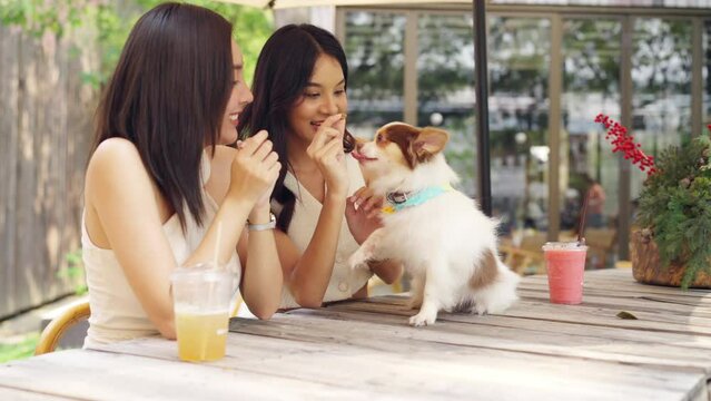 Asian woman friends having fun urban outdoor lifestyle training chihuahua dog with dog treat during meeting together at pets friendly dog park cafe on summer vacation. Pet ownership community concept.