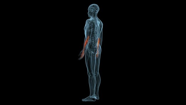 human muscles Graciela, Soles, Deloitte and trapeziums anatomy. 3d illustration