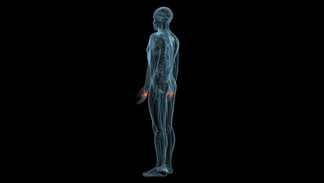 human muscles Graciela, Soles, Deloitte and trapeziums anatomy. 3d illustration