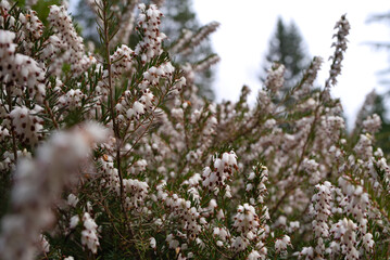 Spring blossoms