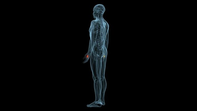 human muscles Graciela, Soles, Deloitte and trapeziums anatomy. 3d illustration