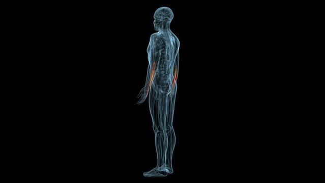 human muscles Graciela, Soles, Deloitte and trapeziums anatomy. 3d illustration