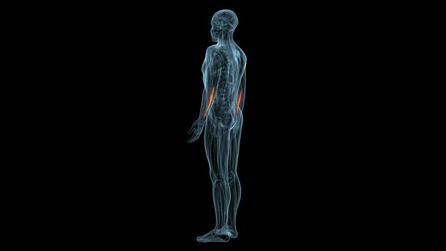 human muscles Graciela, Soles, Deloitte and trapeziums anatomy. 3d illustration