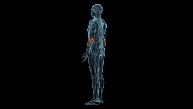 human muscles Graciela, Soles, Deloitte and trapeziums anatomy. 3d illustration