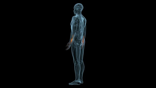 human muscles Graciela, Soles, Deloitte and trapeziums anatomy. 3d illustration