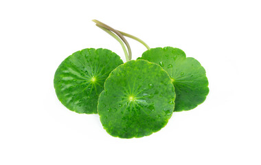 Closeup leaf of Gotu kola, Asiatic pennywort, Indian pennywort on white background, herb and...