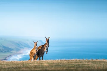 Foto op Plexiglas Deep Creek Kangaroo 9 © Kwest