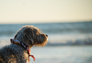 Perro mirando al horizonte en la playa