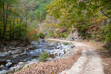 가을 숲속 산책로