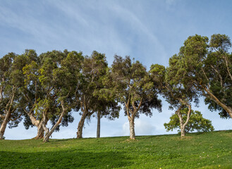 Uphill View of Trees on a Ridge Line.